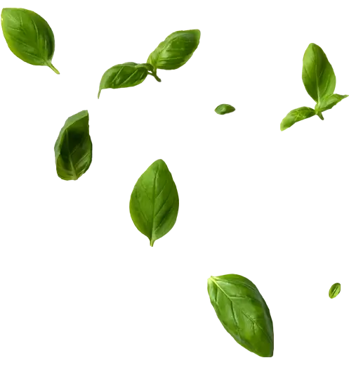 Βασιλικός, Basil