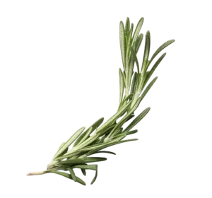 Rosemary